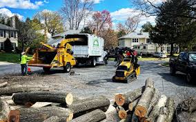 How Our Tree Care Process Works  in  Eagleton Village, TN