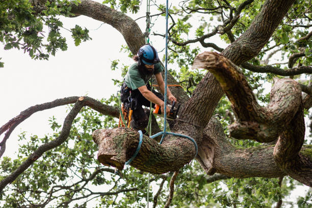 Best Tree Cabling and Bracing  in Eagleton Village, TN