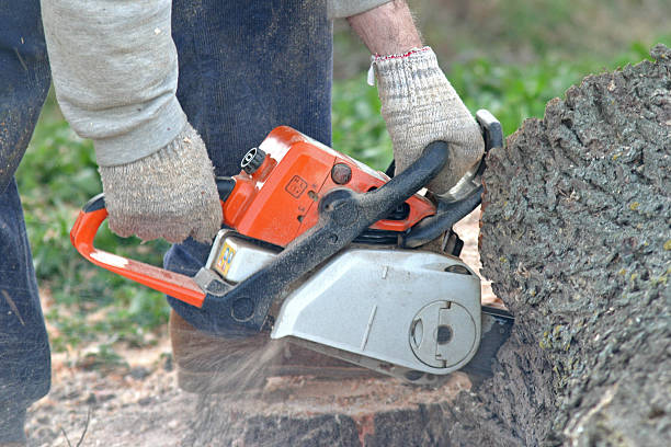 Best Tree Maintenance Programs  in Eagleton Village, TN